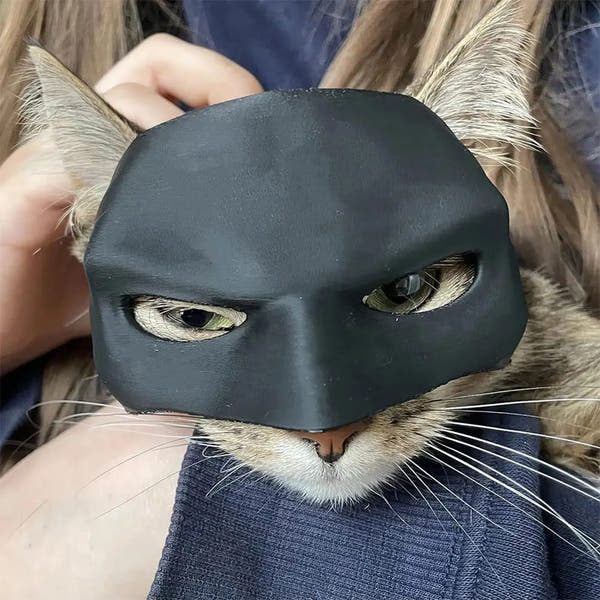 BatVenture Mask – Costume for Cats
